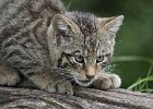 Steve Jackson - Juvenile Scottish Wildcat.jpg